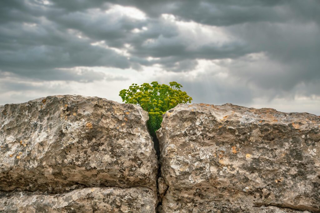 The Roots of Stigma Strength, Survival, and Silence